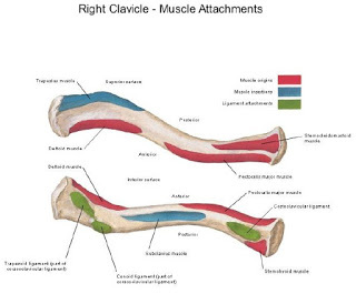 Clavicle the collar bone: MCQ high yeild points - Medical case