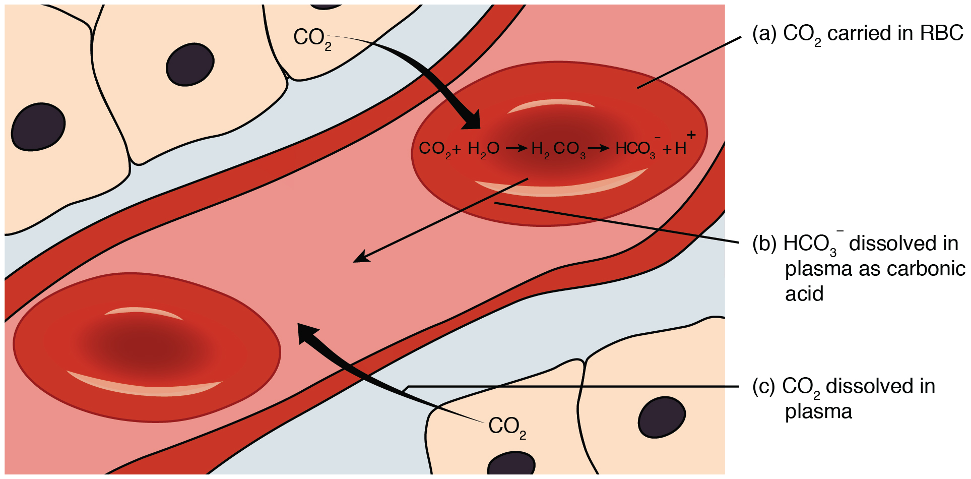 via blood to lungs as (1) in combination with haemoglobin only