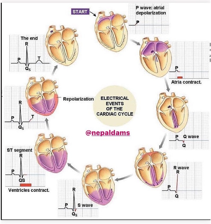 p-wave-atrial-depolarization-cardiology-www-medicaltalk-net-the