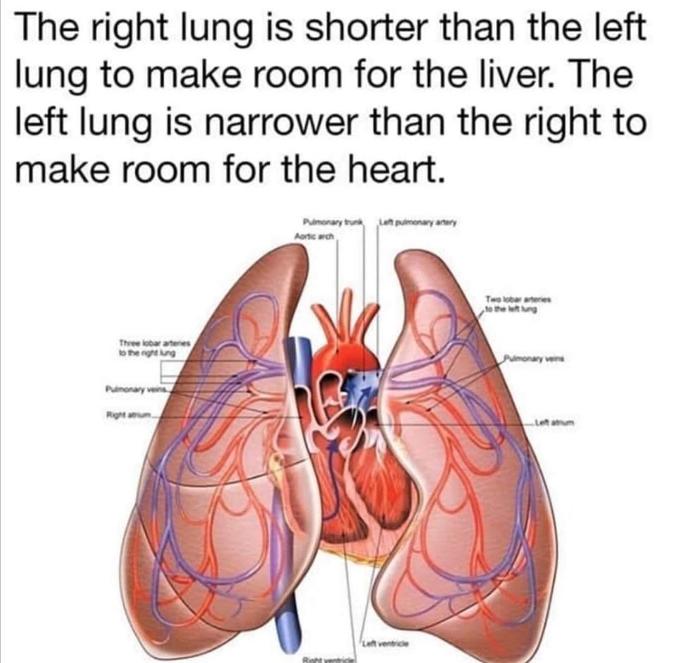 the-right-lung-is-shorter-than-the-left-lung-to-make-room-for-the-liver