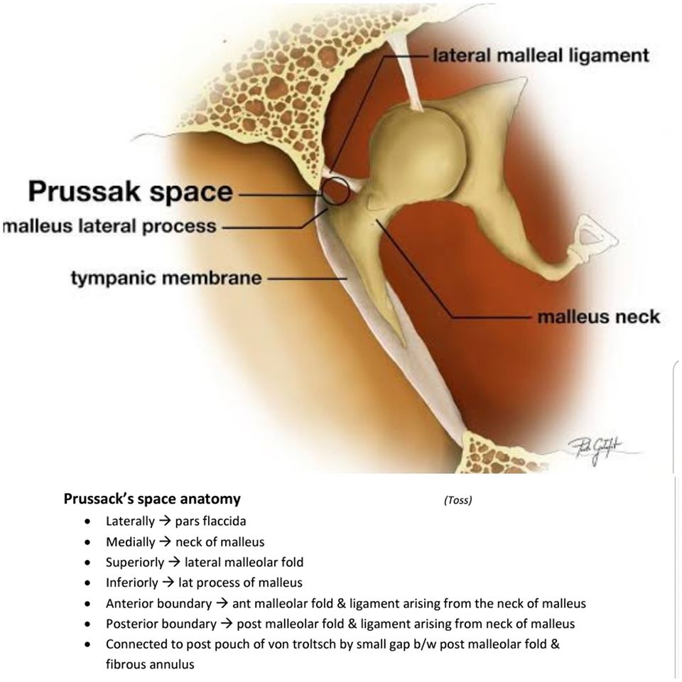 Prussack Space Boundaries - NEET PG - Www.MedicalTalk.Net The Best ...